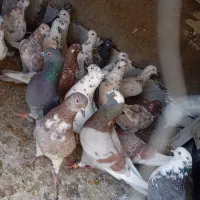 کفتر پرشی|پرنده|محمدشهر, محمدشهر|دیوار