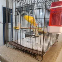 قناری ماده رسمی بلند2025|پرنده|رباط‌کریم, مسکن مهر آبشناسان|دیوار