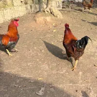 حیوانات مزرعه|حیوانات مزرعه|رشت, تازه آباد|دیوار