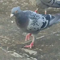 کفتر کاکلی نر گمشده|حیوانات|همدان, |دیوار