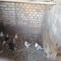 کبوتر یزدی و پلاکی و تهرانی|پرنده|حمیدیا, |دیوار