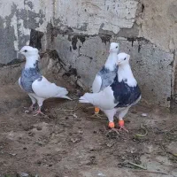طوقی ماده|پرنده|کارون, |دیوار