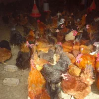 تخم مرغ نطفه دار وخوراکی|حیوانات مزرعه|گرگان, |دیوار