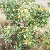 فروش ویژه باغ پسته رشتخوار|فروش زمین و ملک کلنگی|رشتخوار, |دیوار