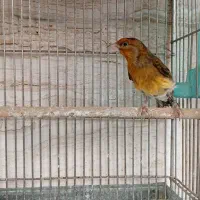 سهره قناری دهن ارسنجونی|پرنده|شیراز, صاحب الزمان|دیوار