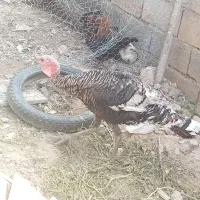 بوقلمون نر بزرگ