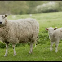 فروش گوسفند با مرغ خروس