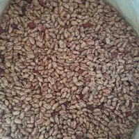 لوبیا چیتی