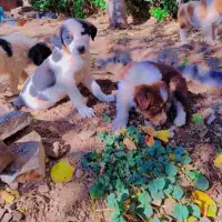 توله شتیتزو|سگ|قمصر, |دیوار