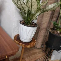 گل سانسوریا ابلق و اگلنما