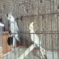 پرنده|پرنده|ارزوئیه, |دیوار