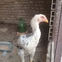 خورس لاری