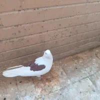 کبوتر ساتن سفید ، دوکت سیاه و چپ سرخ|پرنده|فولادشهر, مسکن مهر فولادشهر|دیوار