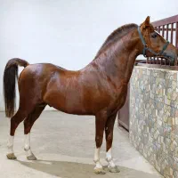 فقط کشش اسب کُرد شجره قوی
