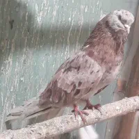 یک عدد نرسرور