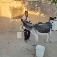 خر ماده گله ای اهلی و آرام