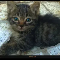 واگذاری بچه گربه رایگان