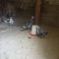 خروس بوقلمون ماده|حیوانات مزرعه|شهرکرد, |دیوار