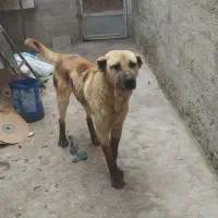سگ پژدر