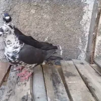 سینه سفید|پرنده|شیراز, دشت چنار|دیوار