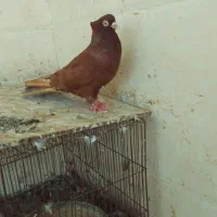 کبوتر صرب سرخ