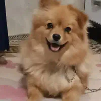 سگ پامرروباهی|سگ|مشهد, قائم|دیوار