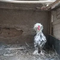 گوشت دارهستند