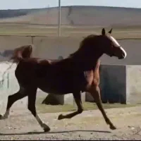 فروش ۳راس مادیان کرد|اسب و تجهیزات اسب‌سواری|سنقر, |دیوار