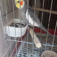 عروس هلندی نر