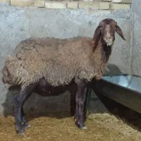 میش.گوسفند.