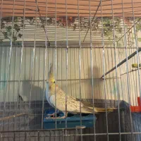 نیستم|پرنده|مبارکه, |دیوار