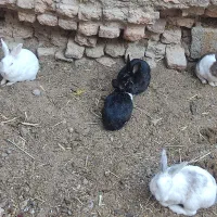 خرگوش طلایی ،چشم عسلی، چشم قرمز ابست|موش و خرگوش|زابل, |دیوار