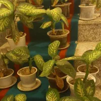 گل دیفین باخیا در انواع متفاوت|گل و گیاه طبیعی|مشگین شهر, |دیوار