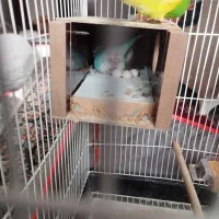 مرغ عشق|پرنده|کرمان, |دیوار