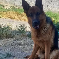 ژرمن اصل  ماده