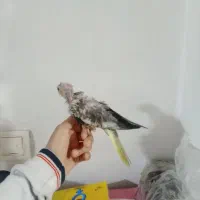 جوجه عروس هلندی گلباقالی