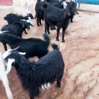 ۱۰راس بز نژاد گلچین دوقلو کردی|حیوانات مزرعه|هلیلان, |دیوار