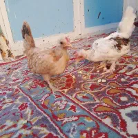 تعدادی جوجه جاپنیز مینیاتوری ریز جسته
