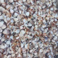 صدف دریا ( ۱۱ کیلوگرم )