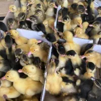 انواع جوجه طیور|حیوانات مزرعه|اصفهان, دنارت|دیوار