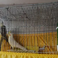 یک جفت عروس هلندی بالغ|پرنده|سمنان, |دیوار