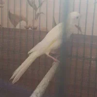 قناری|پرنده|شاهینشهر, پاسداران|دیوار