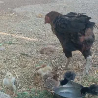 یک عدد مرغ لاری با هفت جوجه لاری سه تا جوجه ۳ماهه