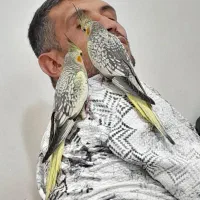 عروس هلندی لوتینو و گلباقالی کاملا سالم دستی تمیز|پرنده|تهران, وحیدیه|دیوار