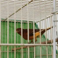 یک جفت قناری دارچینی یا سوخته