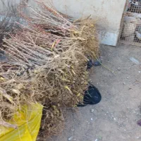 نهال زرشک|خدمات باغبانی و درختکاری|بیرجند, |دیوار