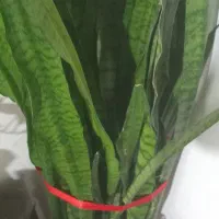 گل شمشیری زیبا|گل و گیاه طبیعی|بوئین و میاندشت, |دیوار