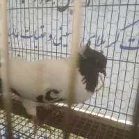 کبوتر پرستویی.فروش یا معاوضه