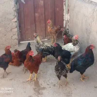 12عدد جوجه خروس    سالم سر حال