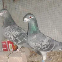 کبوتر کیلومتری